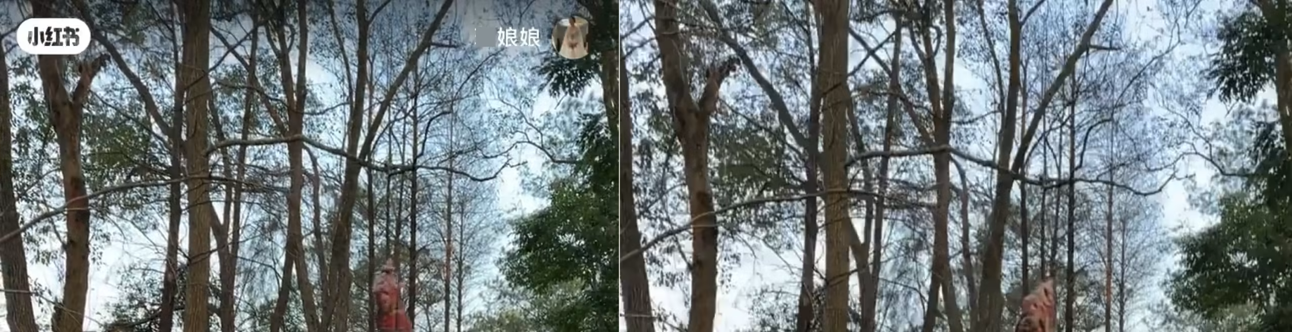 左：原始视频，左上右上各有一个 Logo/图标。右：去水印高级版自动擦除效果